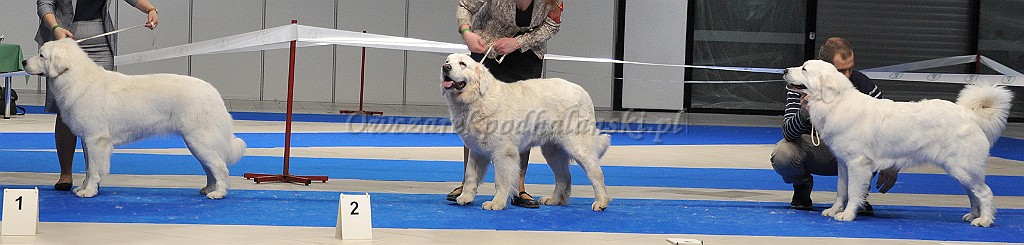 Owczarek Podhalański 