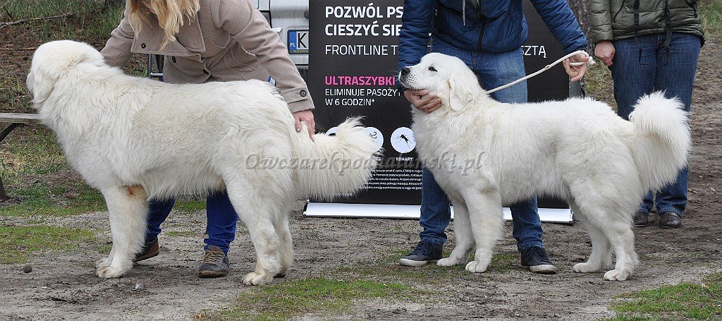 Owczarek Podhalański
