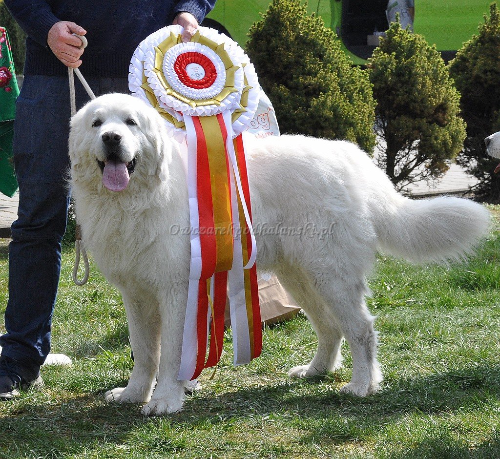 Owczarek Podhalański