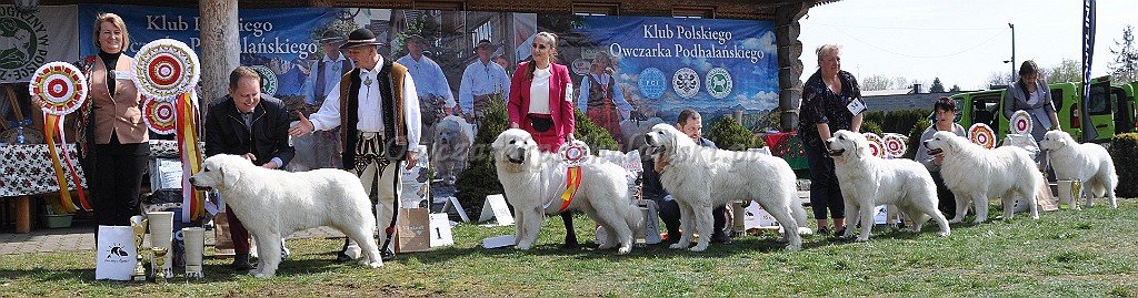 Owczarek Podhalański