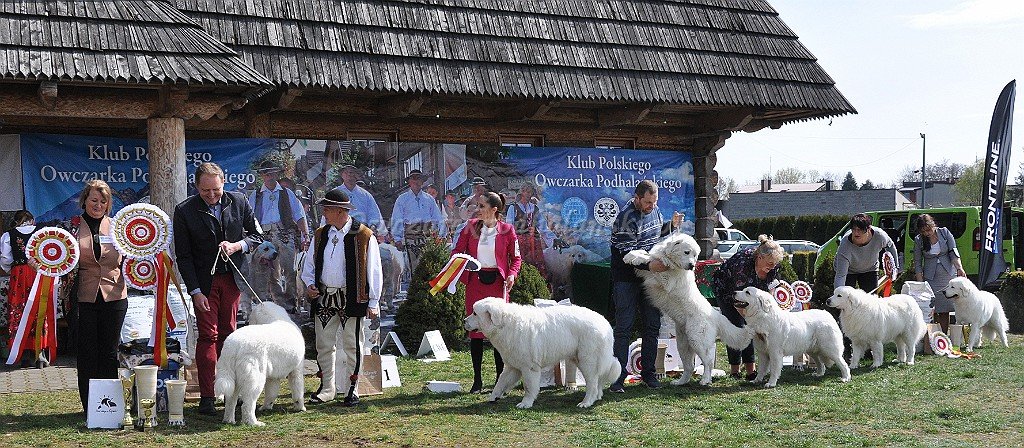 Owczarek Podhalański