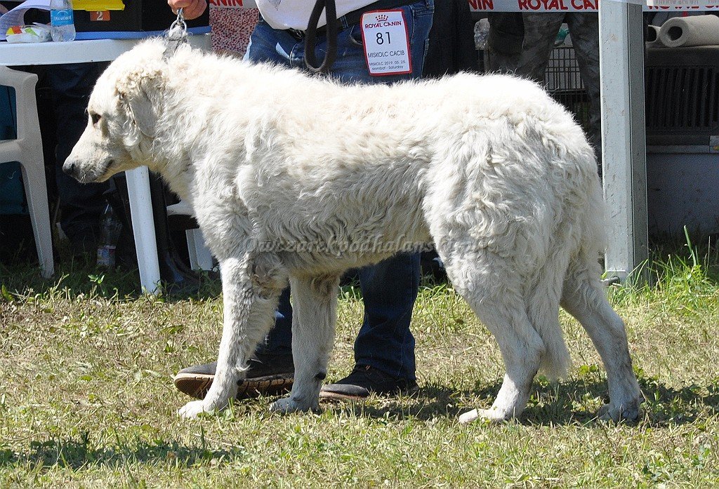 Kuvasz