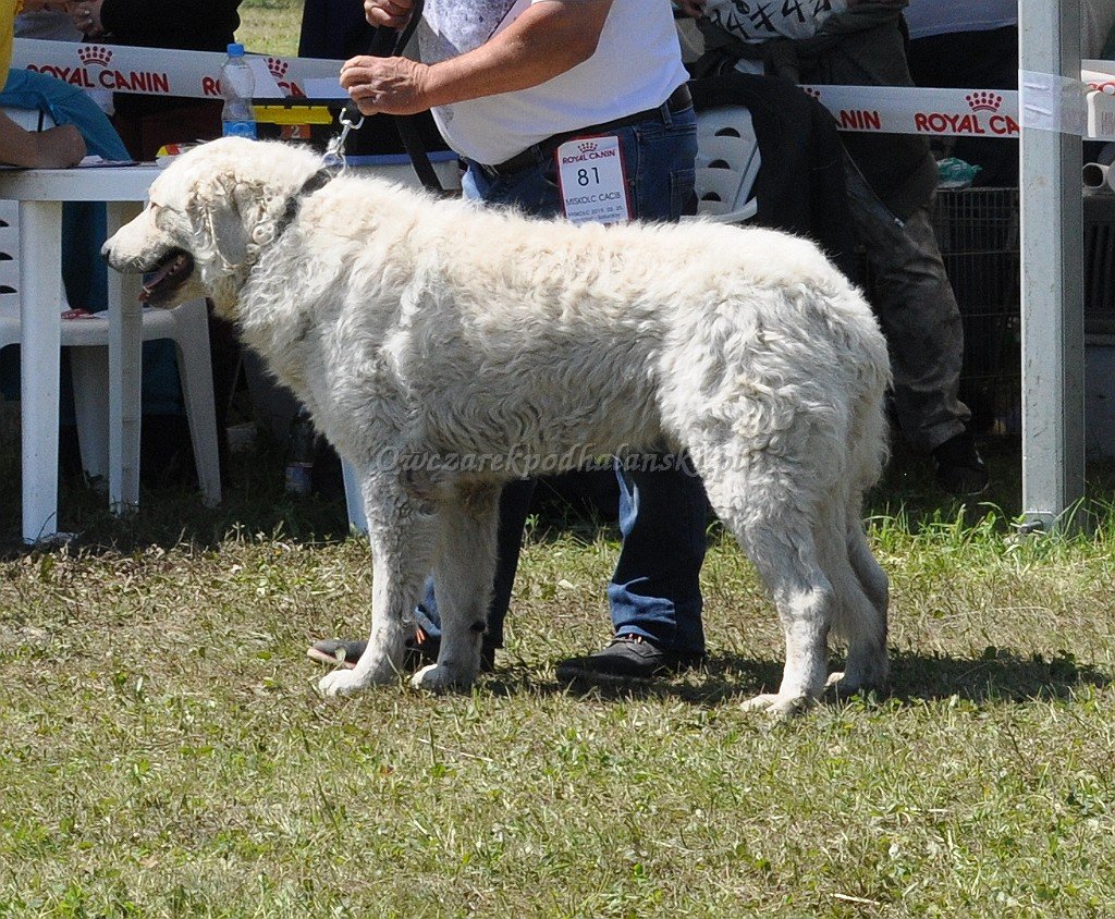 Kuvasz