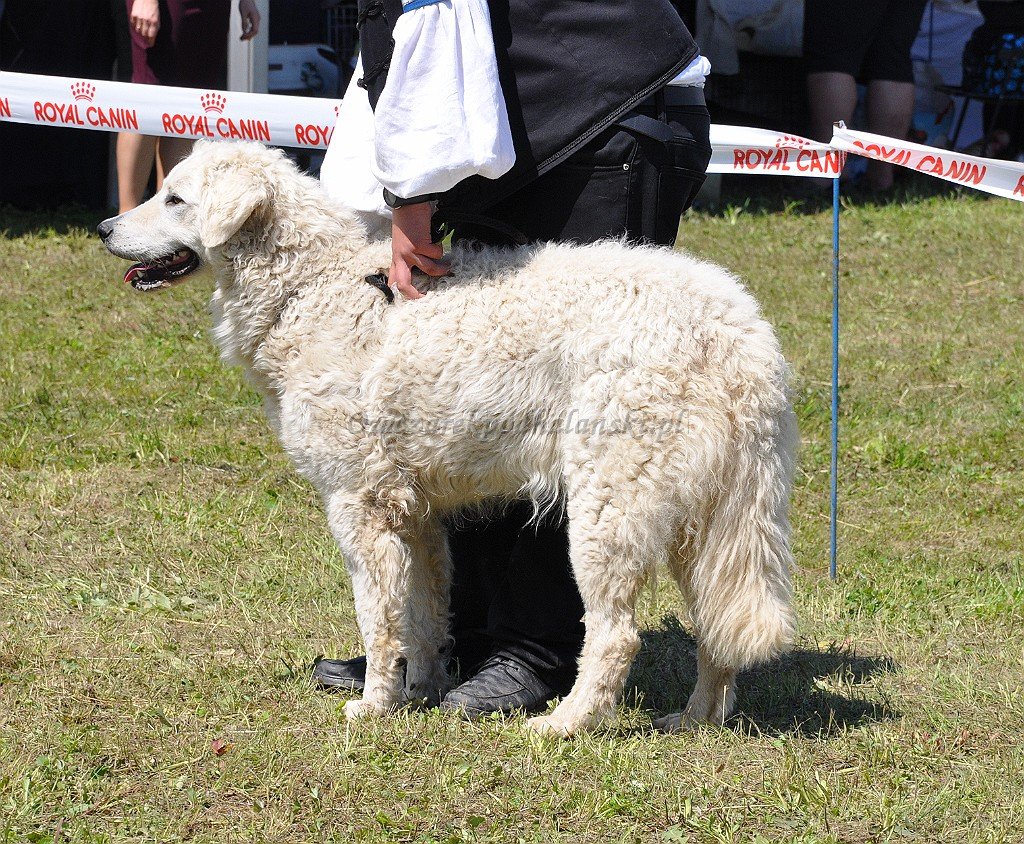Kuvasz