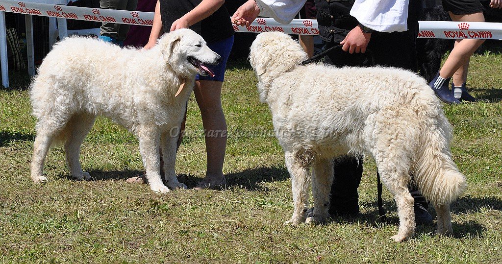 Kuvasz