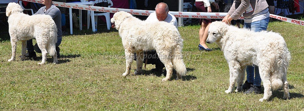 Kuvasz