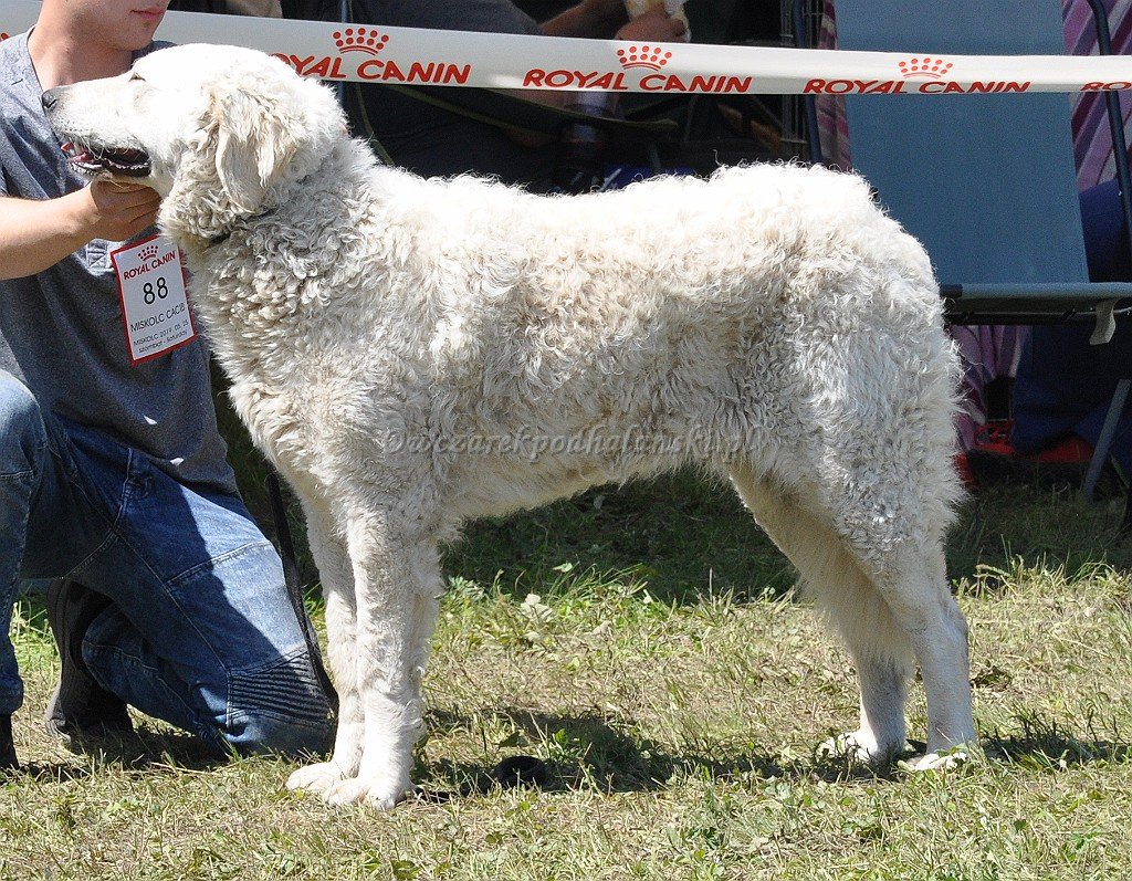 Kuvasz