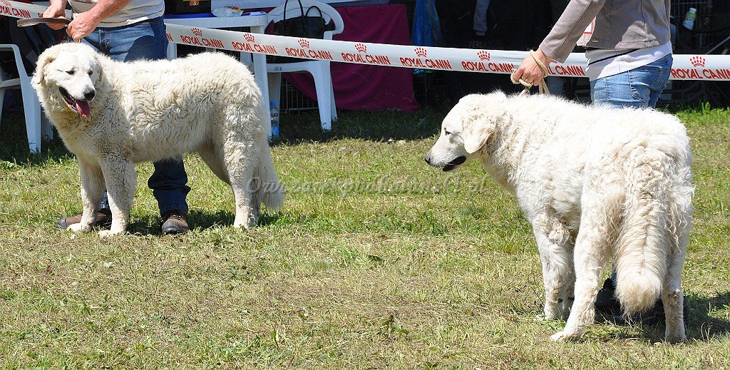 Kuvasz