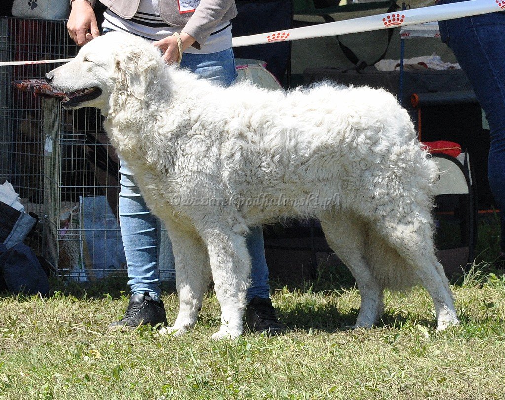 Kuvasz