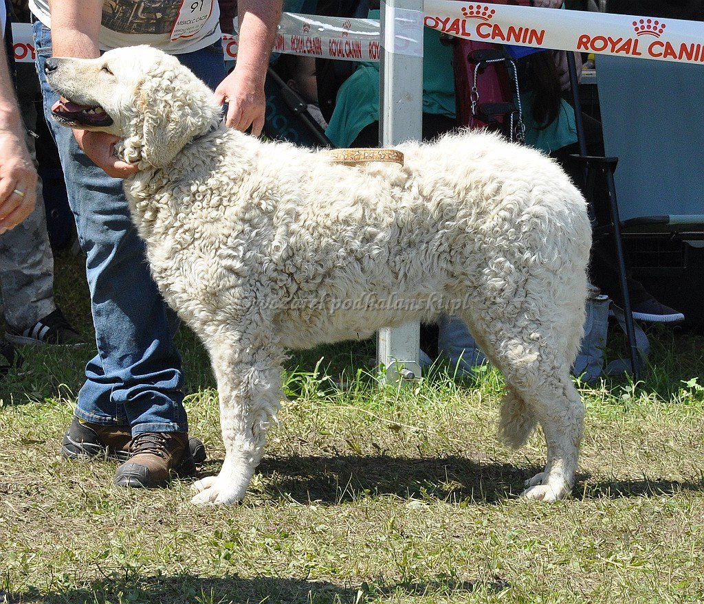 Kuvasz