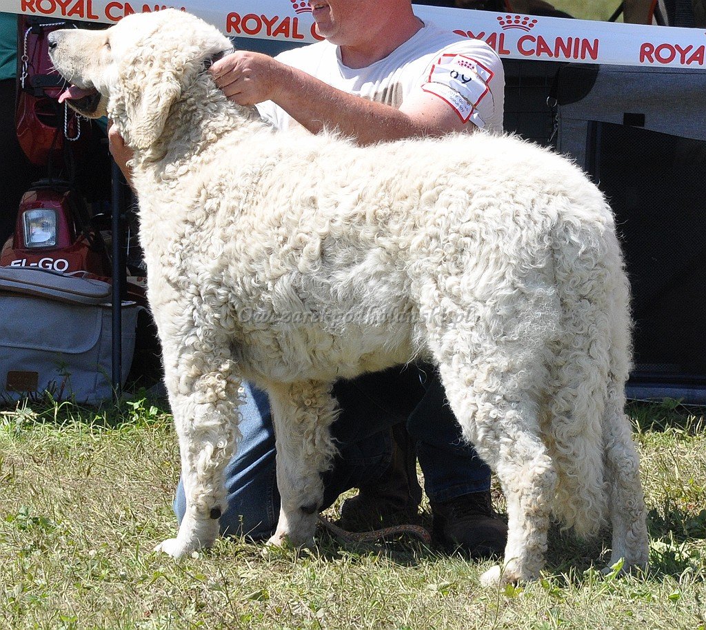 Kuvasz