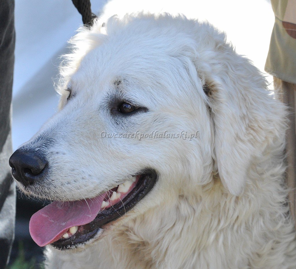 Kuvasz