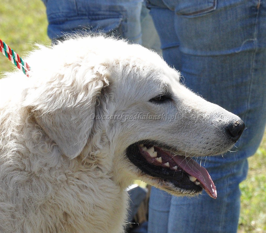Kuvasz