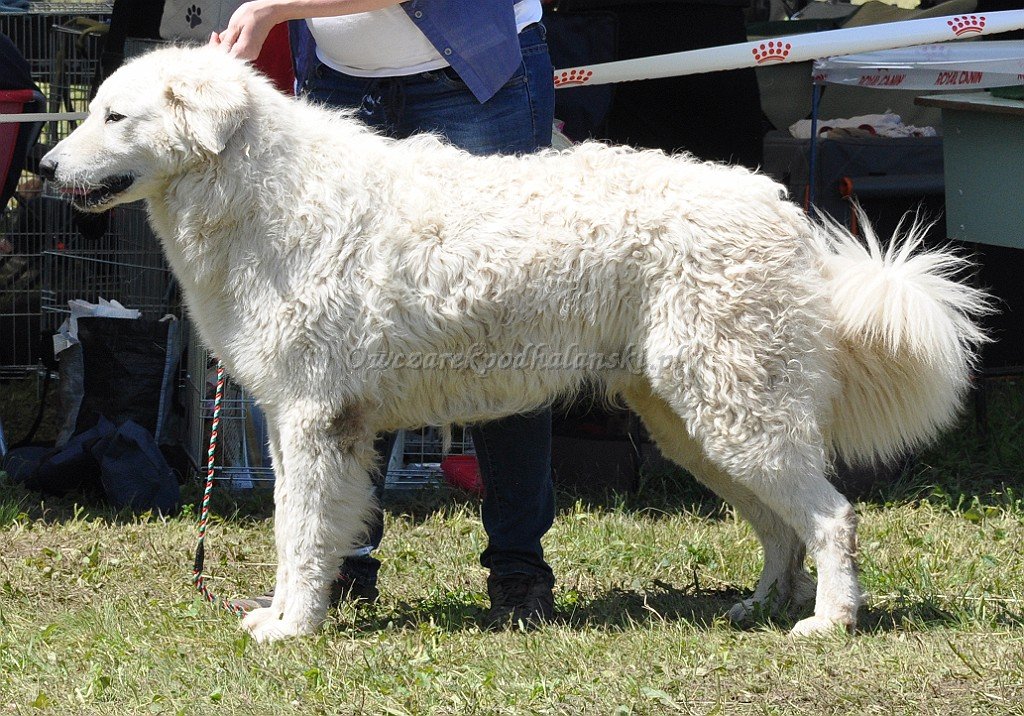 Kuvasz