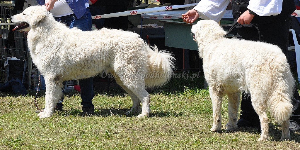 Kuvasz