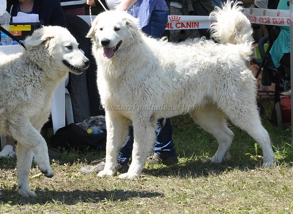 Kuvasz