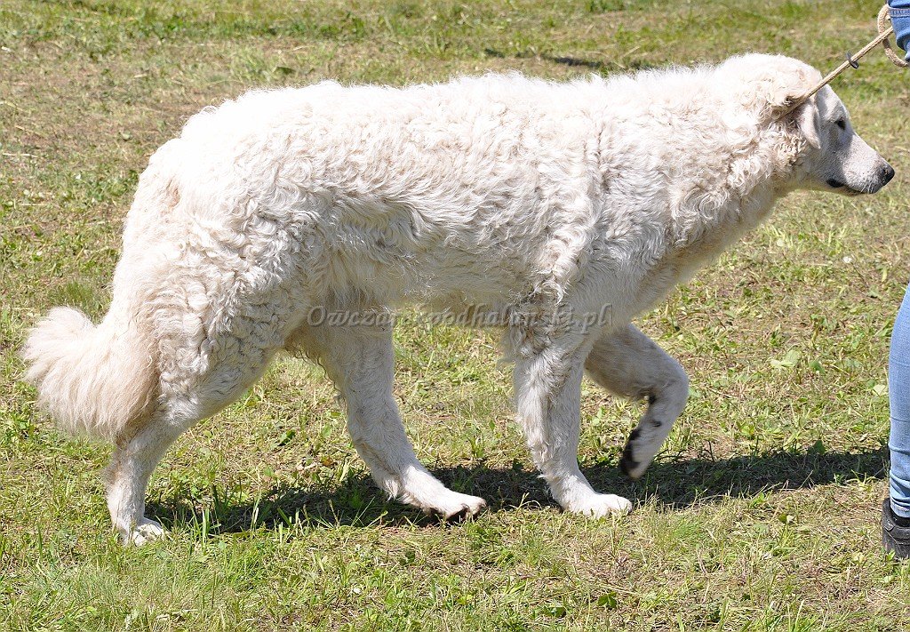 Kuvasz