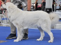 dsc_3682.jpg