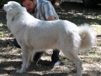 Owczarek Podhalański  Owczarek Podhalański - GOŚCIRADA GIGA Badziar